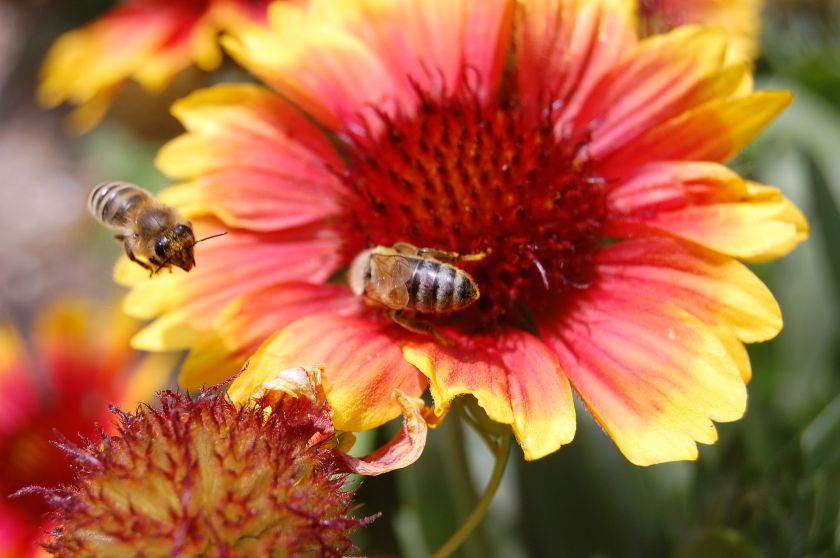 Bees_on_flower